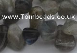 CCH618 15.5 inches 6*8mm - 10*14mm labradorite chips gemstone beads