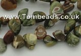 CCH637 15.5 inches 6*8mm - 10*14mm rhyolite gemstone chips beads