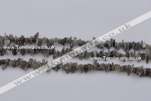 CCH646 15.5 inches 4*10mm - 6*14mm labradorite chips beads