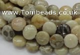 CFA06 15.5 inches 10mm flat round chrysanthemum agate gemstone beads