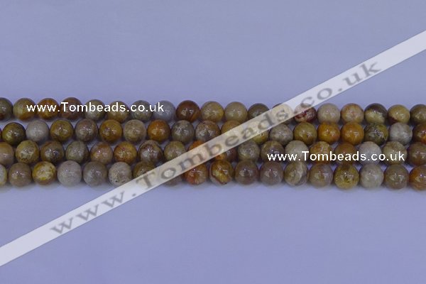 CFC202 15.5 inches 8mm round fossil coral beads wholesale