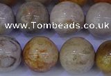 CFC205 15.5 inches 14mm round fossil coral beads wholesale