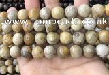 CFC324 15.5 inches 12mm round fossil coral beads wholesale