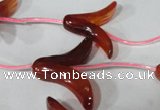 CFG504 15.5 inches 20*26mm carved flower red agate beads