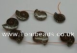 CMM05 15.5 inches 30*35mm - 35*40mm carved ammonite gemstone beads