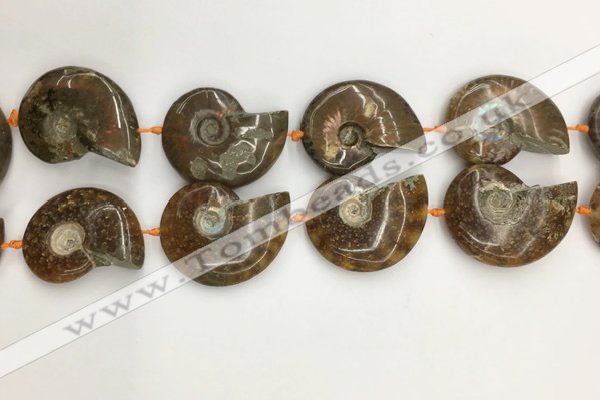 CMM10 15.5 inches 30*40mm - 35*45mm carved ammonite gemstone beads