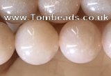 CMS1932 15.5 inches 10mm round moonstone beads wholesale