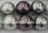 CSB651 15.5 inches 18mm whorl round mixed color shell pearl beads