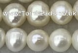 FWP81 15 inches 7mm - 8mm potato white freshwater pearl strands